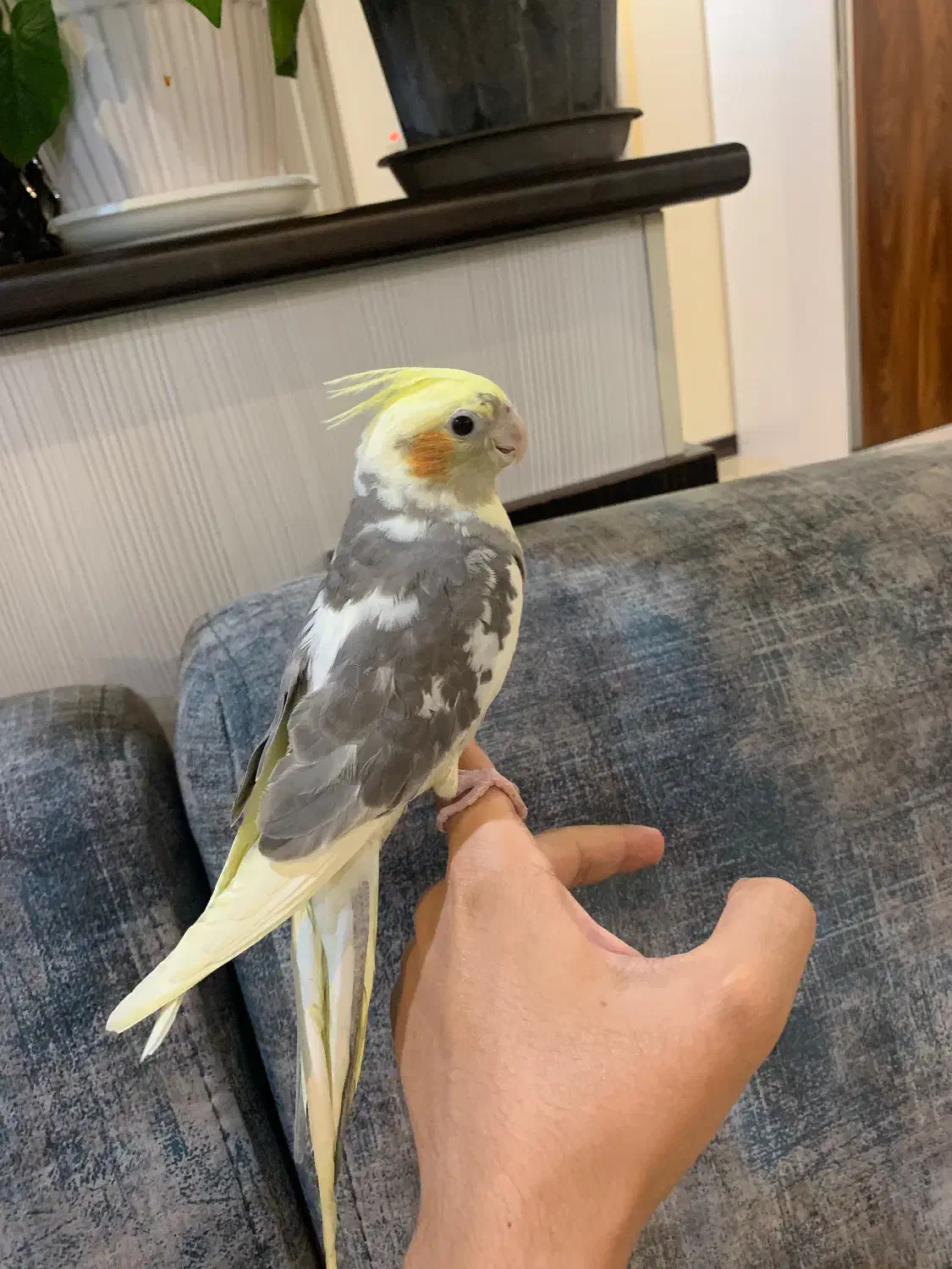 عروس هلندی نردوکت ابلغ بدون قفس معاوضه ندارم|پرنده|تهران, شیخ هادی|دیوار