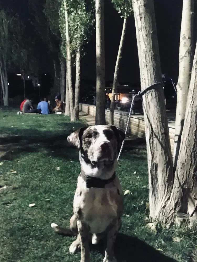 سگ نر دو رگه|سگ|مشکیندشت, |دیوار