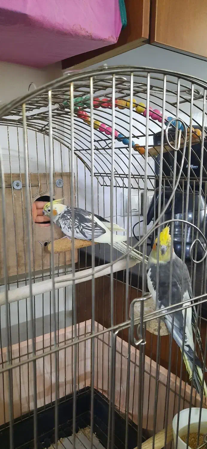 عروس هلندی|پرنده|تهران, وحیدیه|دیوار