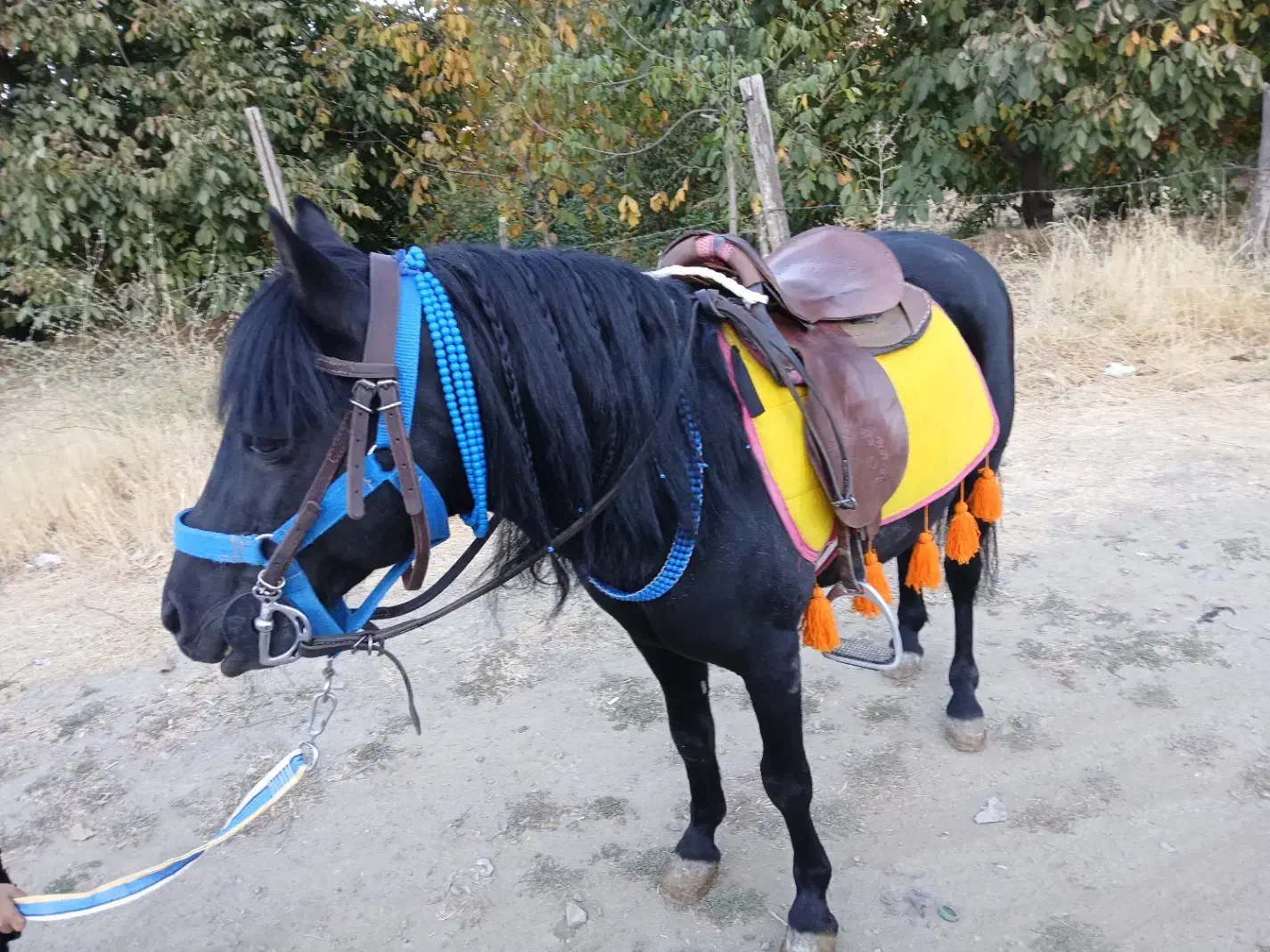 اسب پونی ۶ ساله ارام و زیبا و خاص مشکی درجه یک|اسب و تجهیزات اسبسواری|پیرانشهر, |دیوار