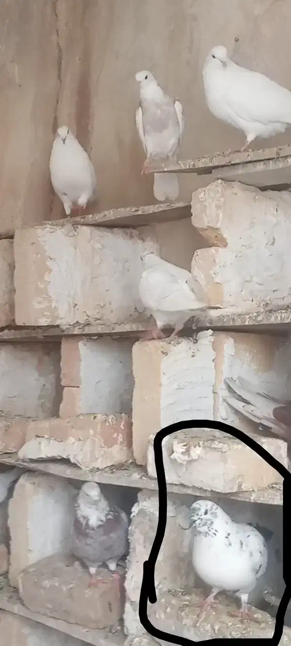 باخت رفته|حیوانات|زنجانرود, |دیوار