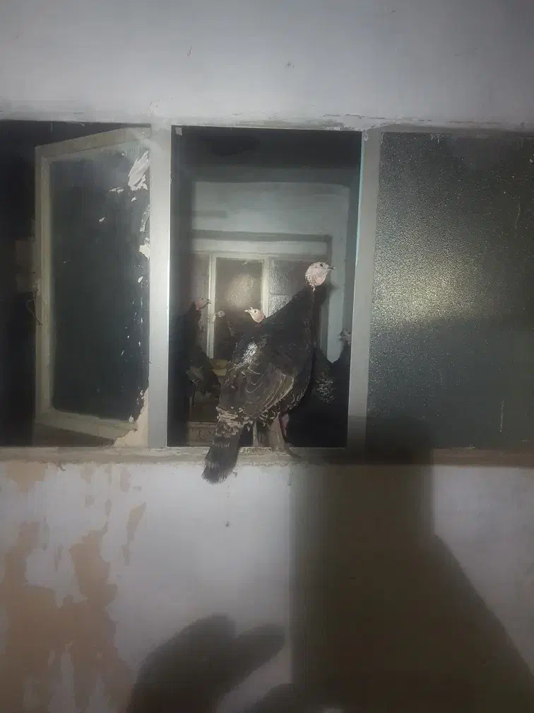 بوقلمون|حیوانات مزرعه|مشهد, تبادکان|دیوار