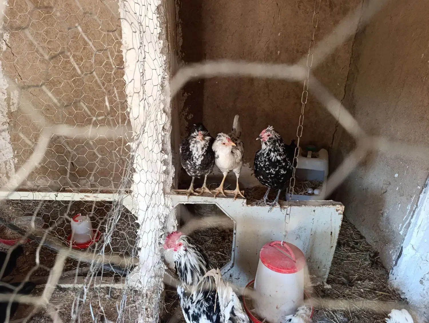 تخم نطفه دار مرغ های گلین درجه یک|حیوانات مزرعه|سمنان, |دیوار