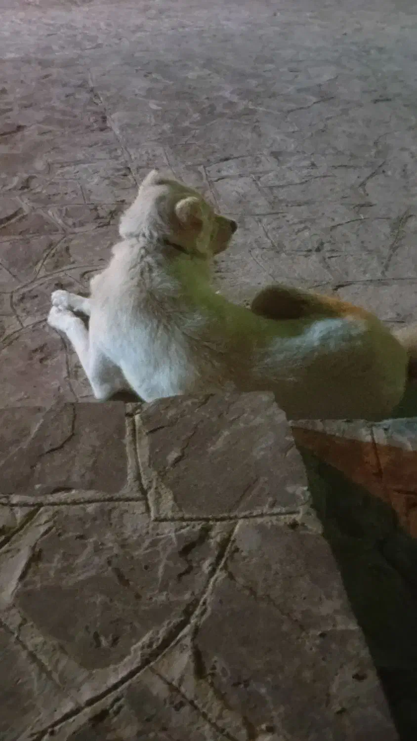 گمشده|حیوانات|قهستان, |دیوار