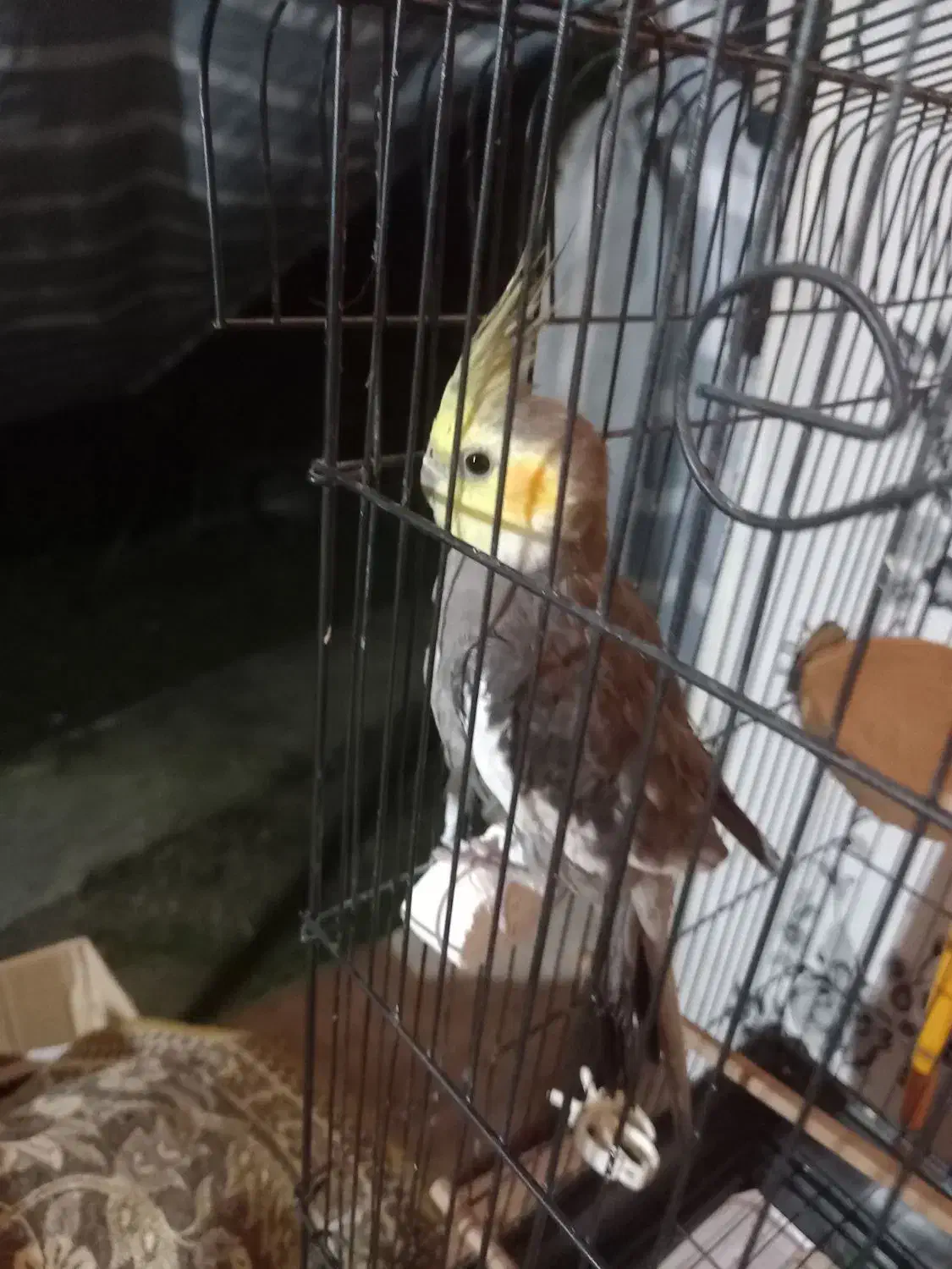 عروس هلندی|پرنده|کوچصفهان, |دیوار