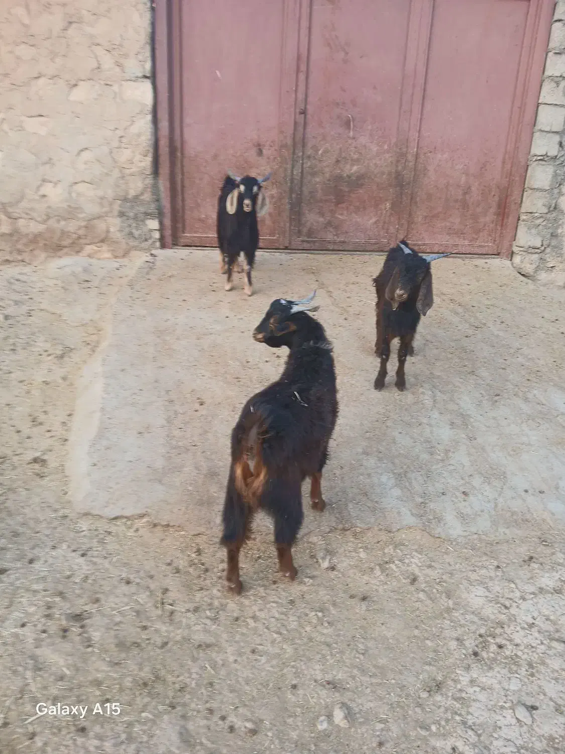 بزغالهنر|حیوانات مزرعه|زاگرس, |دیوار