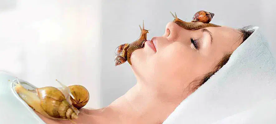 حلزون بالغ و مولد آچاتینا|خزنده|کرج, خرمدشت|دیوار