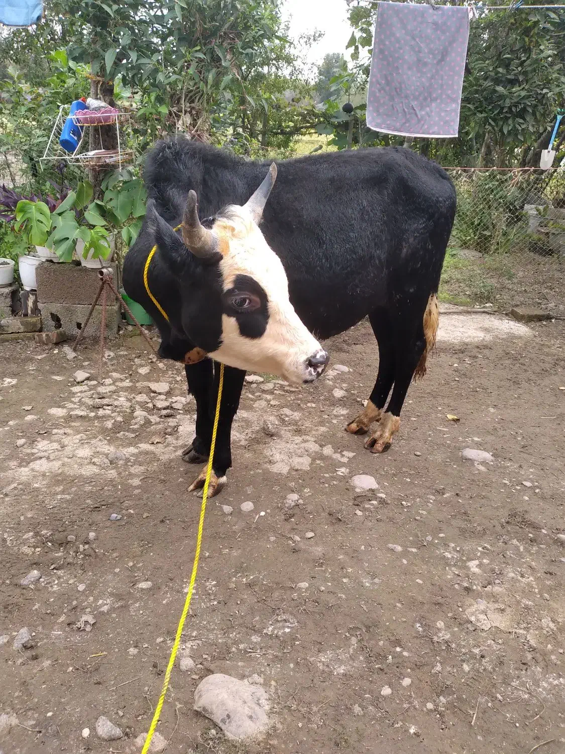 ورزا ماستی خوشکل بشرط|حیوانات مزرعه|سنگر, |دیوار