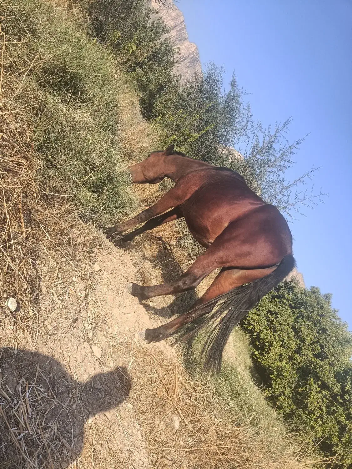 اسب دره شور|اسب و تجهیزات اسب‌سواری|کازرون, |دیوار