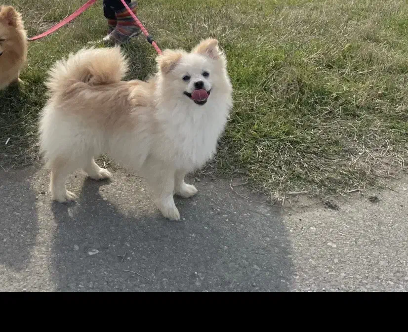 سگ پامر|سگ|سرخرود, |دیوار