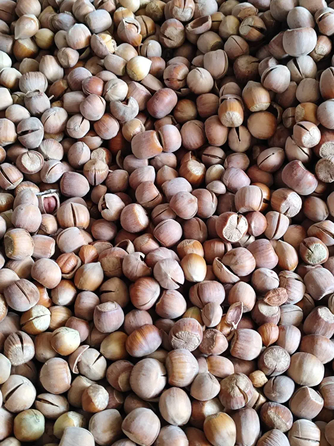 فندوق و بادام|خوردنی و آشامیدنی|ساری, |دیوار