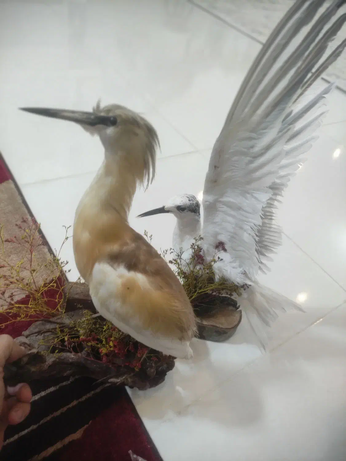 فروش پرنده دکوری|مجسمه، تندیس، ماکت|آباده, |دیوار