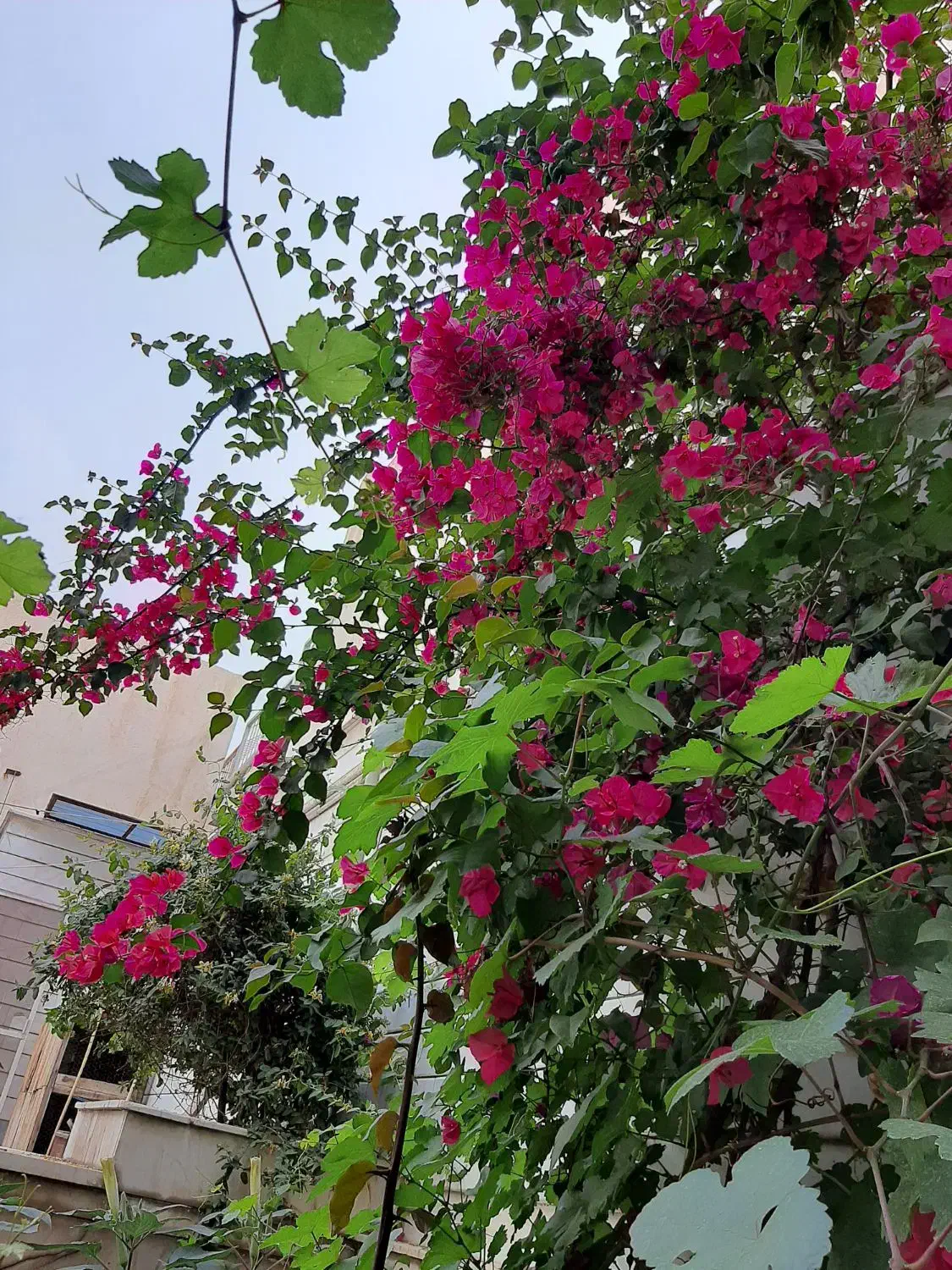 منزل ویلایی سه طبقه ۲۵۲ متر دورشهر خ بسیج|فروش خانه و ویلا|قم, هنرستان|دیوار