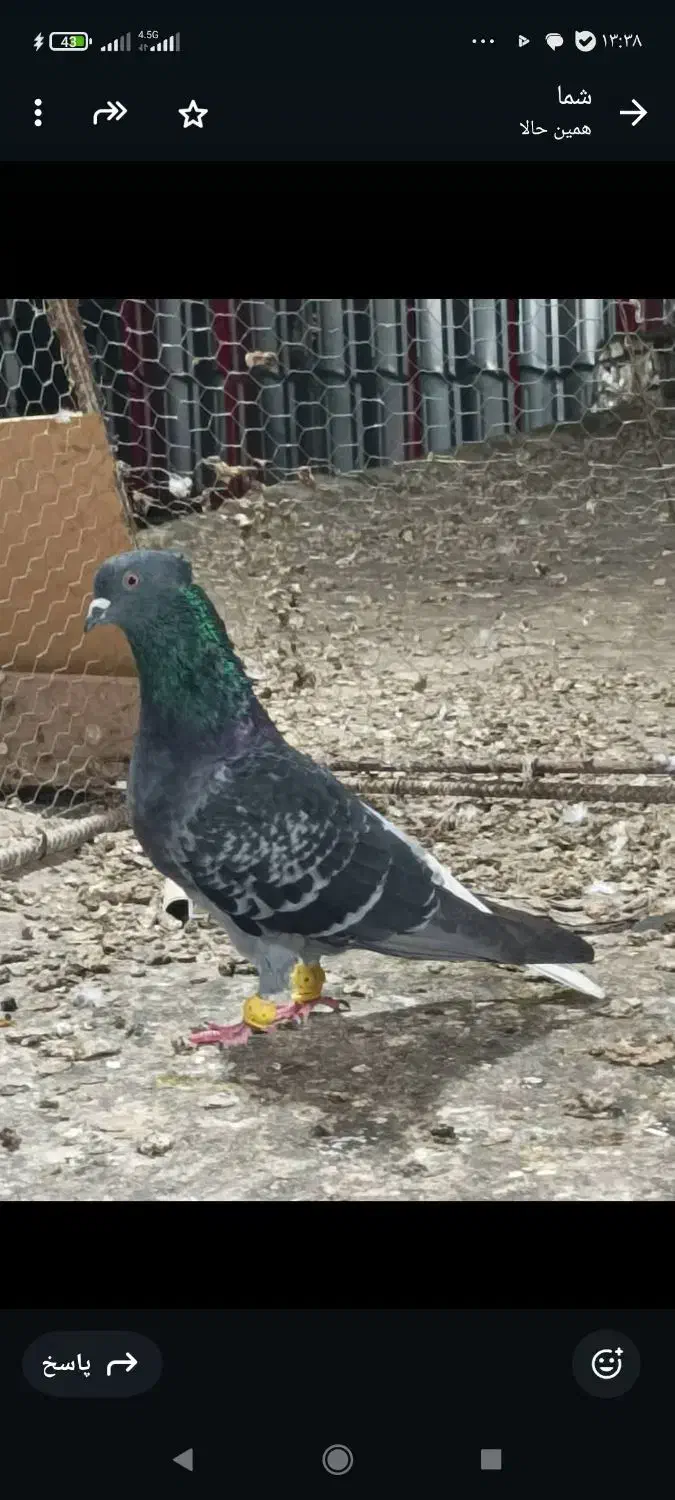 کبوتر|پرنده|سعدآباد, |دیوار