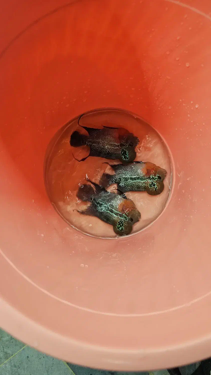 ماهی فلاور|ماهی|قم, سید معصوم|دیوار