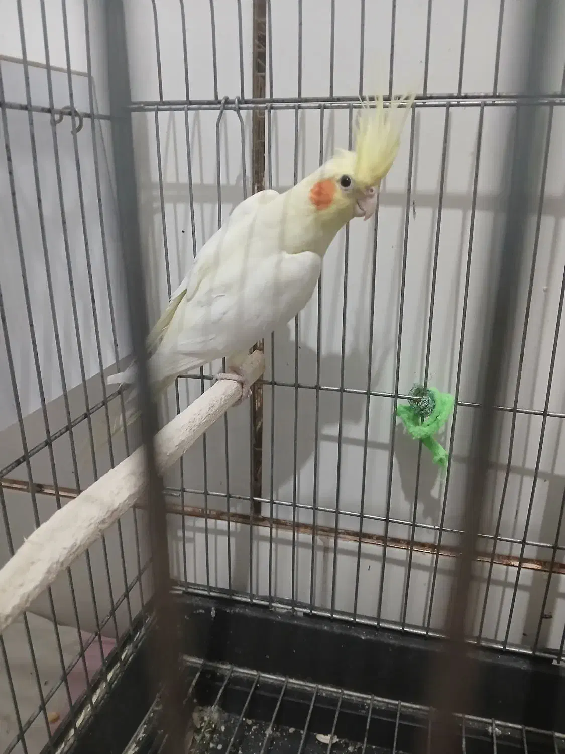 عروس هلندی|پرنده|داراب, |دیوار