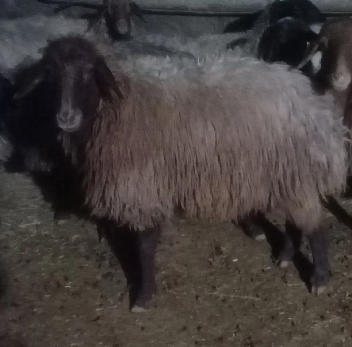 بره ماده|حیوانات|کوهدشت, |دیوار