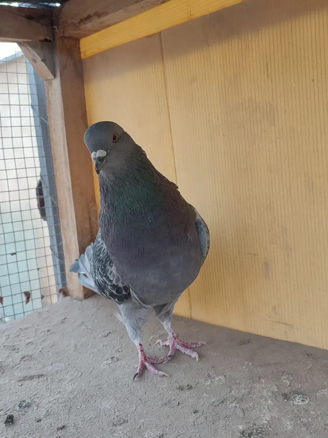 کفتر تهرونی|پرنده|خمینی‌شهر, |دیوار