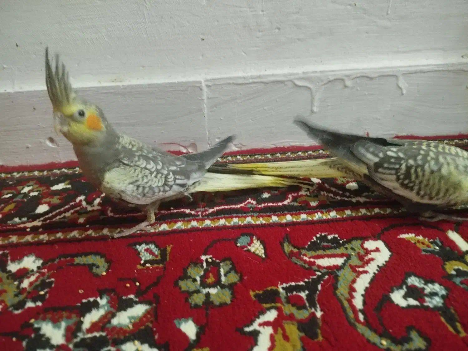 جوجه عروس هلندی|پرنده|شوش, |دیوار