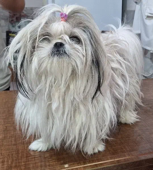 سگ شیتزو ماده اورجینال|سگ|اردبیل, |دیوار