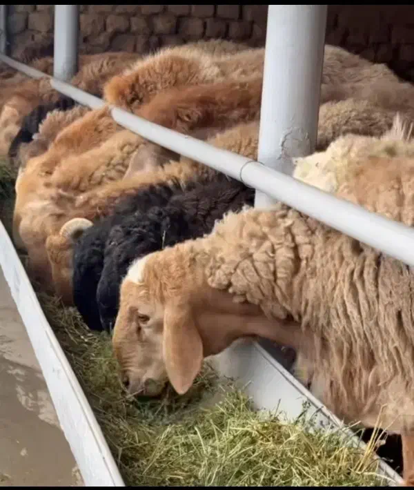 پخش گوسفند زنده کم دنبه بدون تعطیلی بدون واسطه|حیوانات مزرعه|مشهد, نوید|دیوار