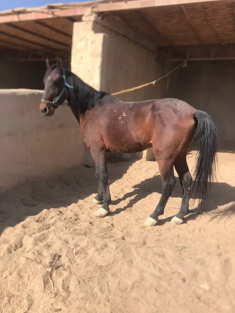 اسب نریون|اسب و تجهیزات اسبسواری|زابل, |دیوار