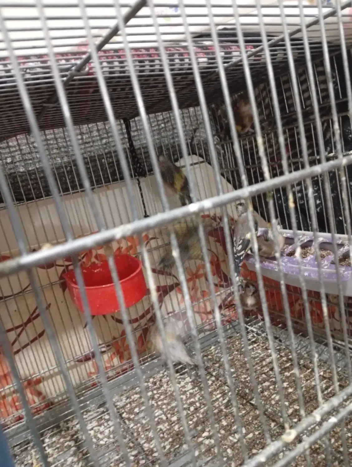 جوجه سهره سال دشتکی|پرنده|شیراز, کوشک میدان|دیوار