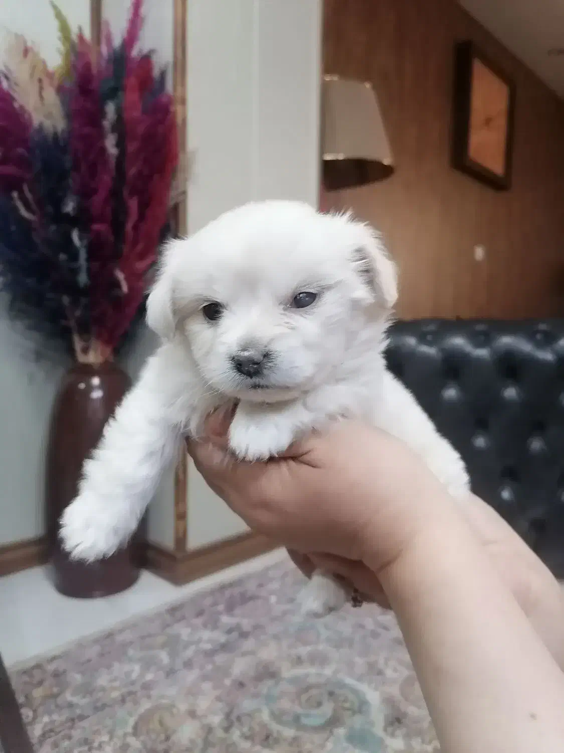 توله سگ دوماهه ماده|سگ|پردیس, فاز ۸|دیوار