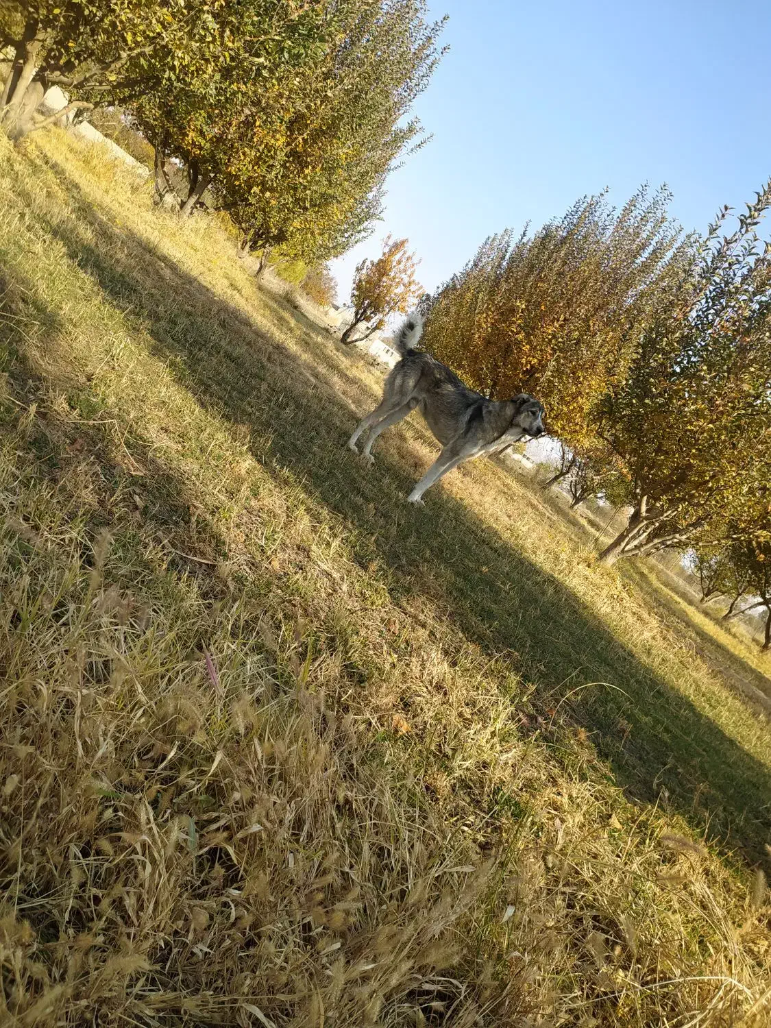 سگ گله|سگ|محمدبار, |دیوار