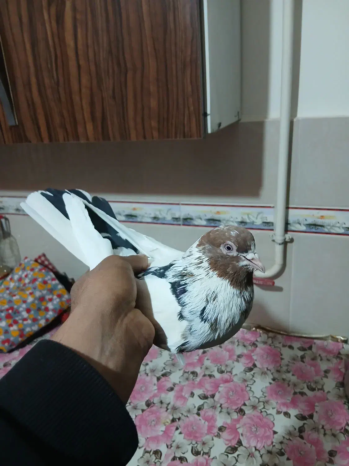 کبوتر پرشی|پرنده|ابهر, |دیوار