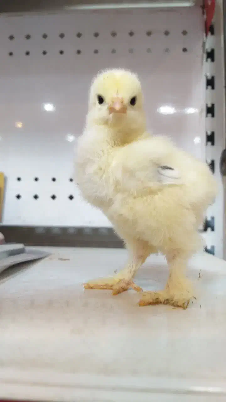 فروش جوجه برهما اصل رومانی|حیوانات مزرعه|قم, حنیف نژاد|دیوار