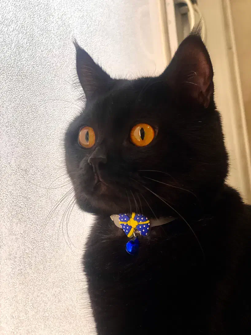 گربه|گربه|گنبد کاووس, |دیوار