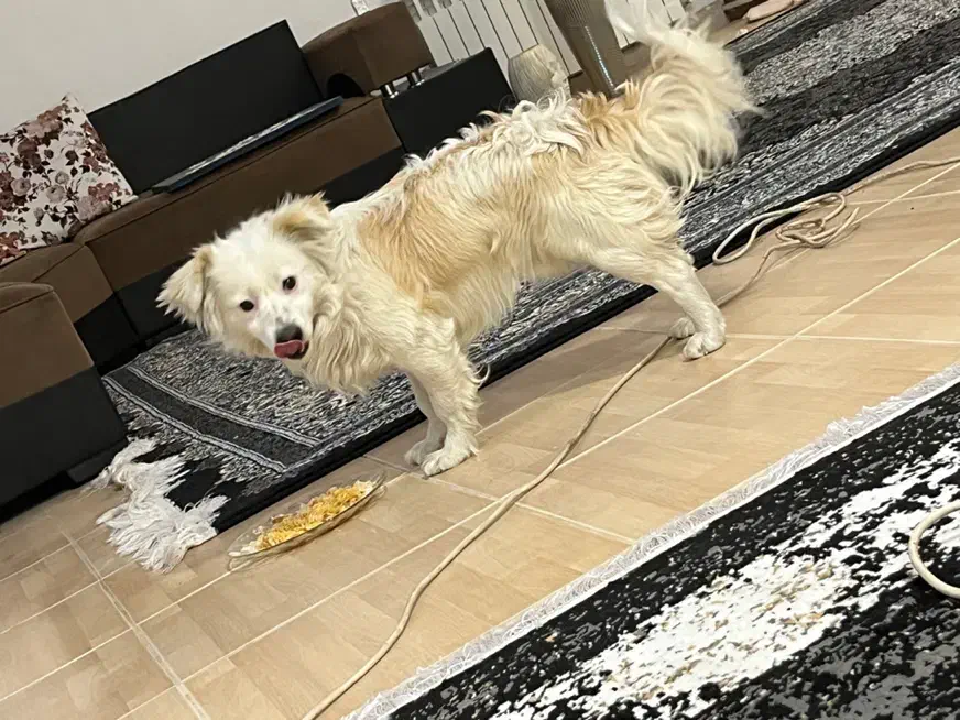 سگ پیدا شده|حیوانات|رفسنجان, |دیوار