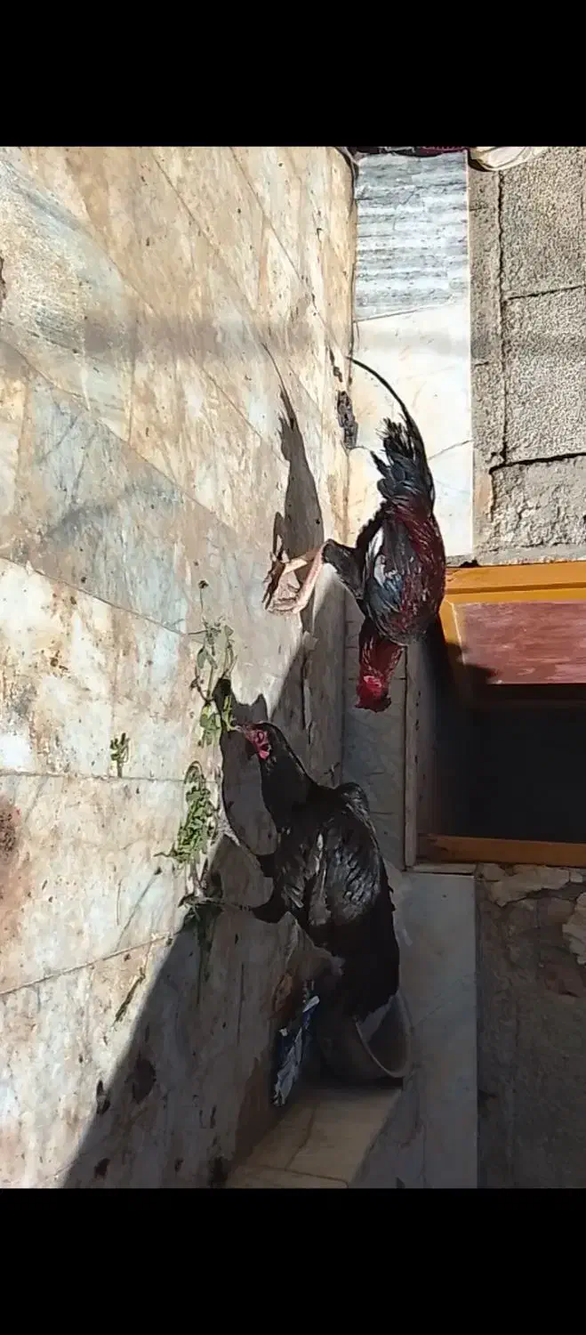 خروس اصیل سراوان|حیوانات مزرعه|سراوان, |دیوار