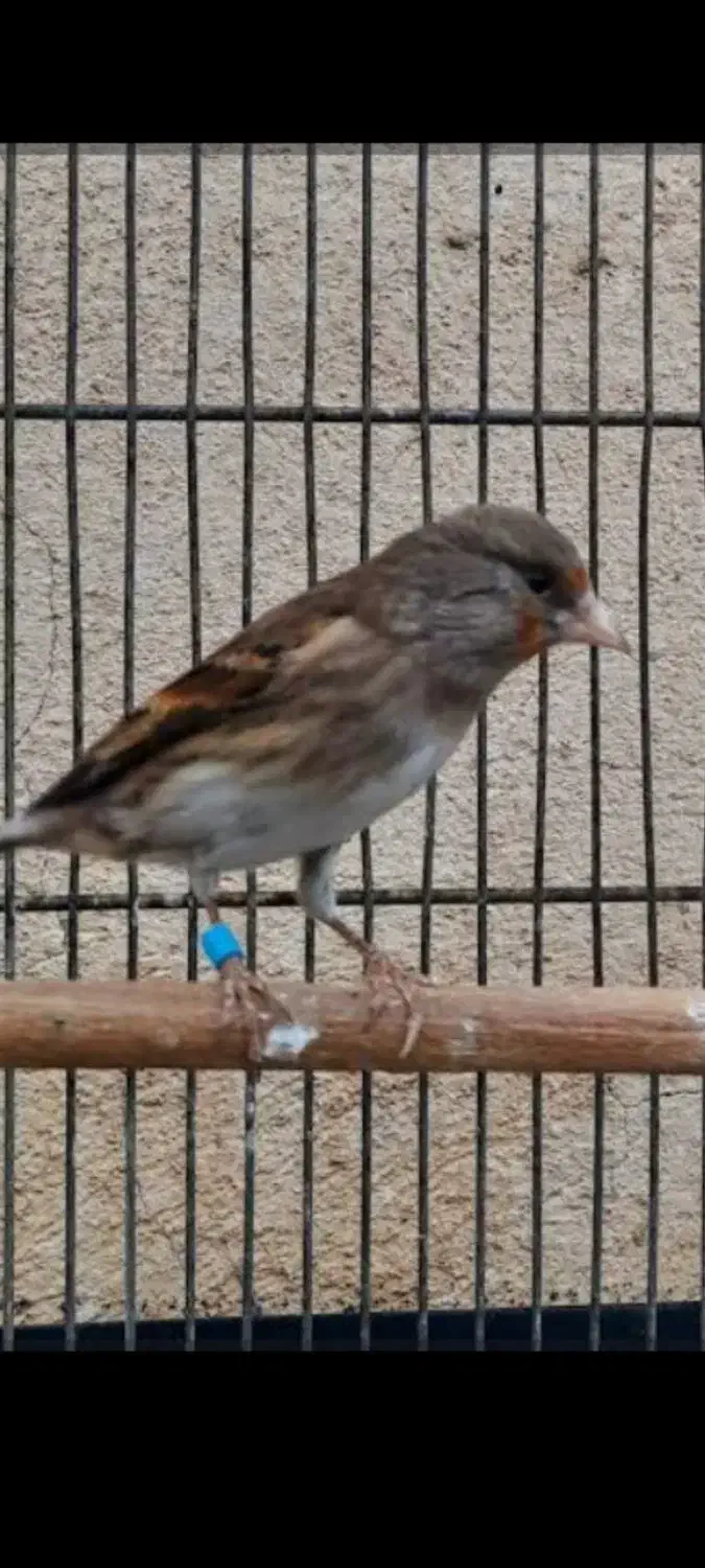 سیره قناری|پرنده|قروه, |دیوار