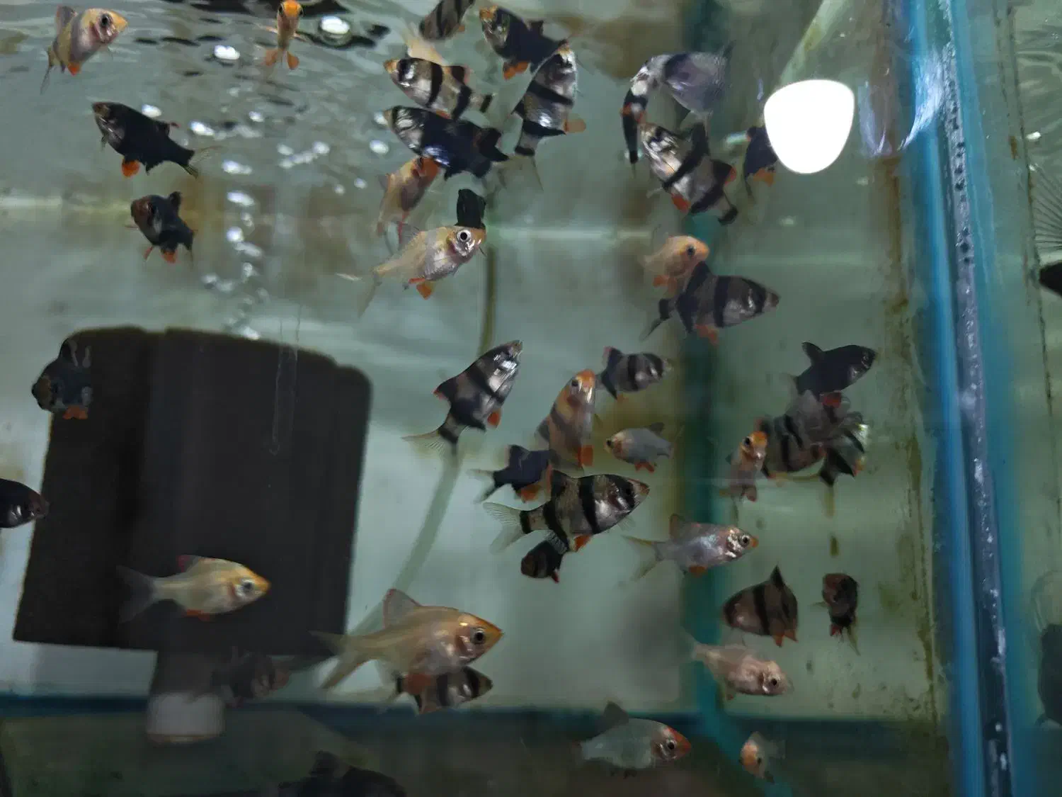 ماهی آکواریوم دلسا|ماهی|خمین, |دیوار