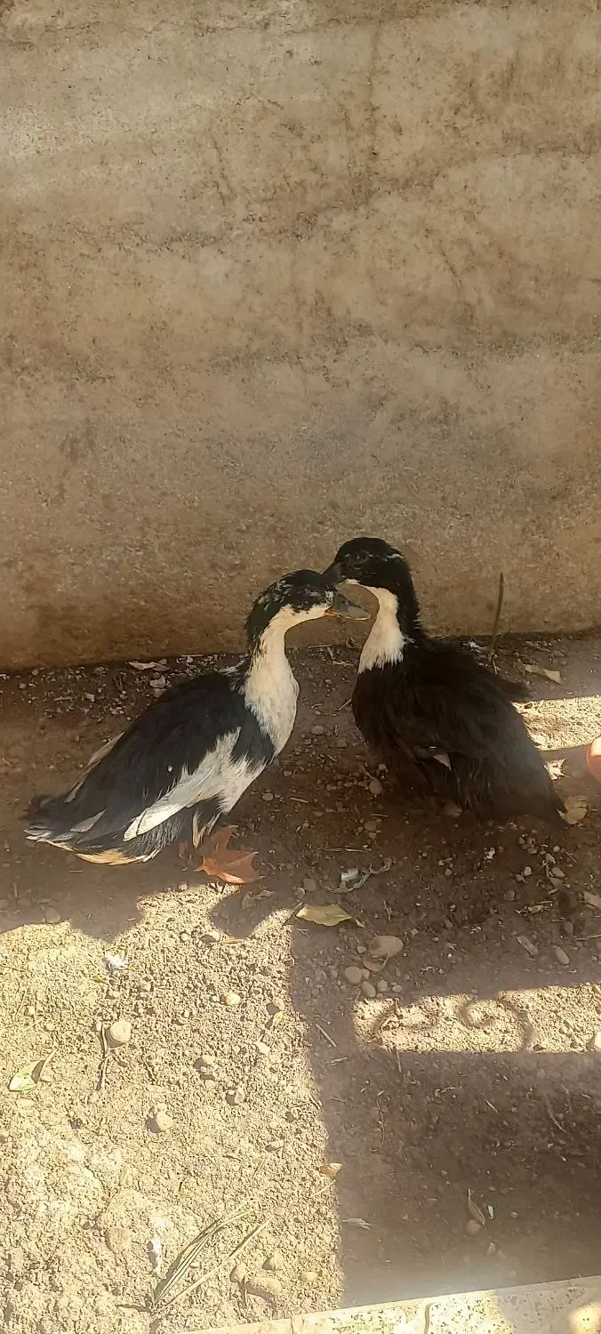 اردو نر و ماده|حیوانات مزرعه|دره شهر, |دیوار