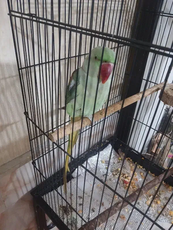 شاه طوطی|پرنده|نیشابور, بنیاد شهید|دیوار