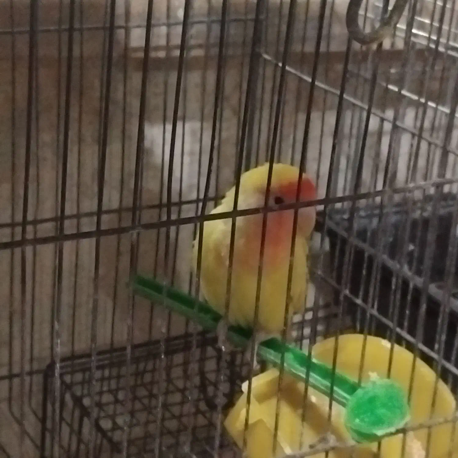 تعدادی عروس هلندی و کوتوله وفنچ|پرنده|قم, شهید صیاد شیرازی|دیوار