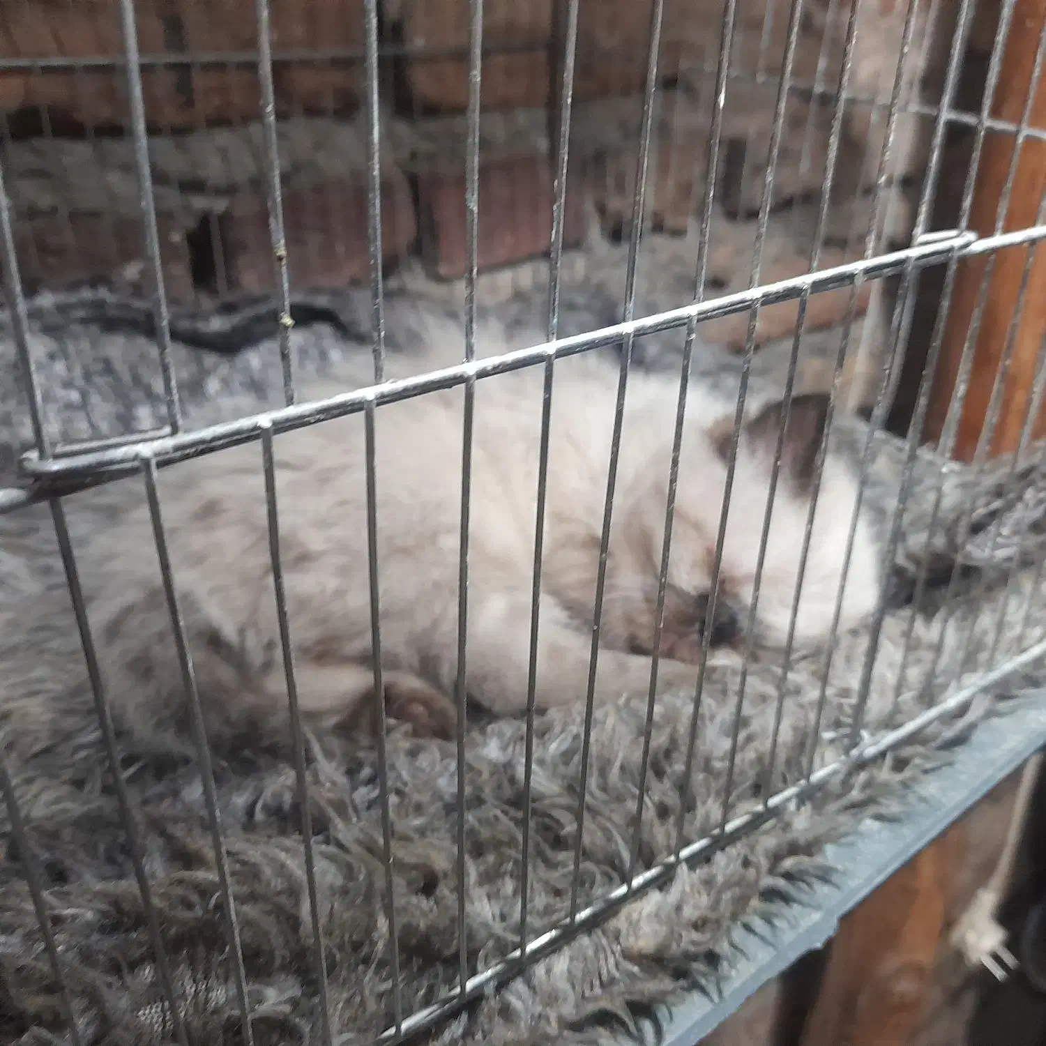 گربه هیمالین|گربه|کرمانشاه, |دیوار