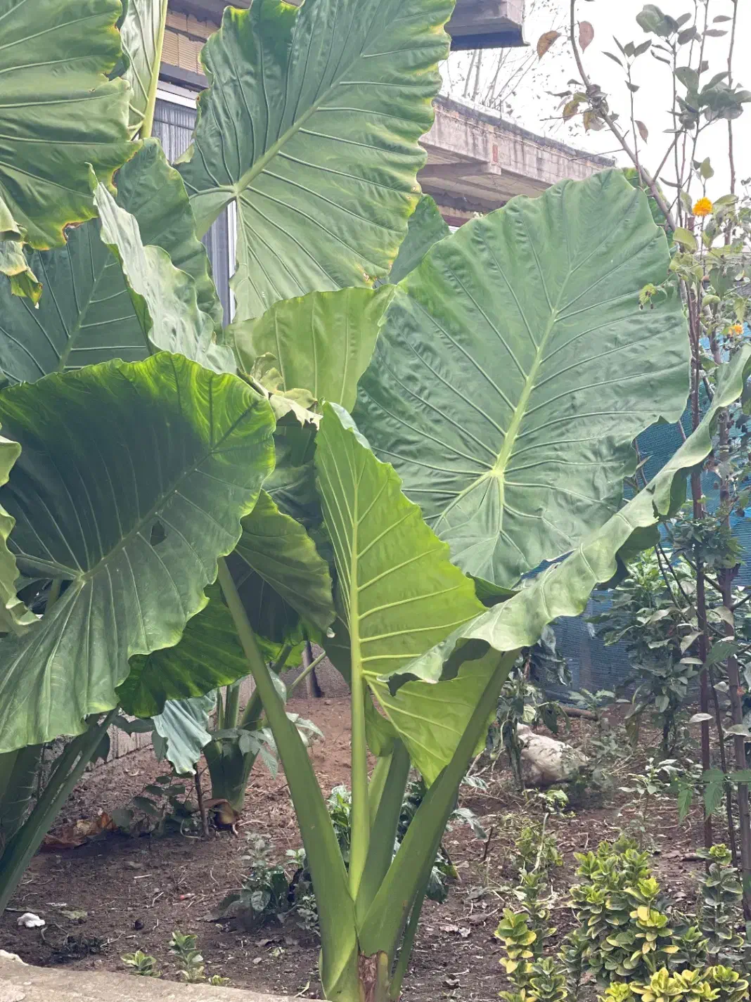 گل باآدم|گل و گیاه طبیعی|تالش, هشتپر|دیوار