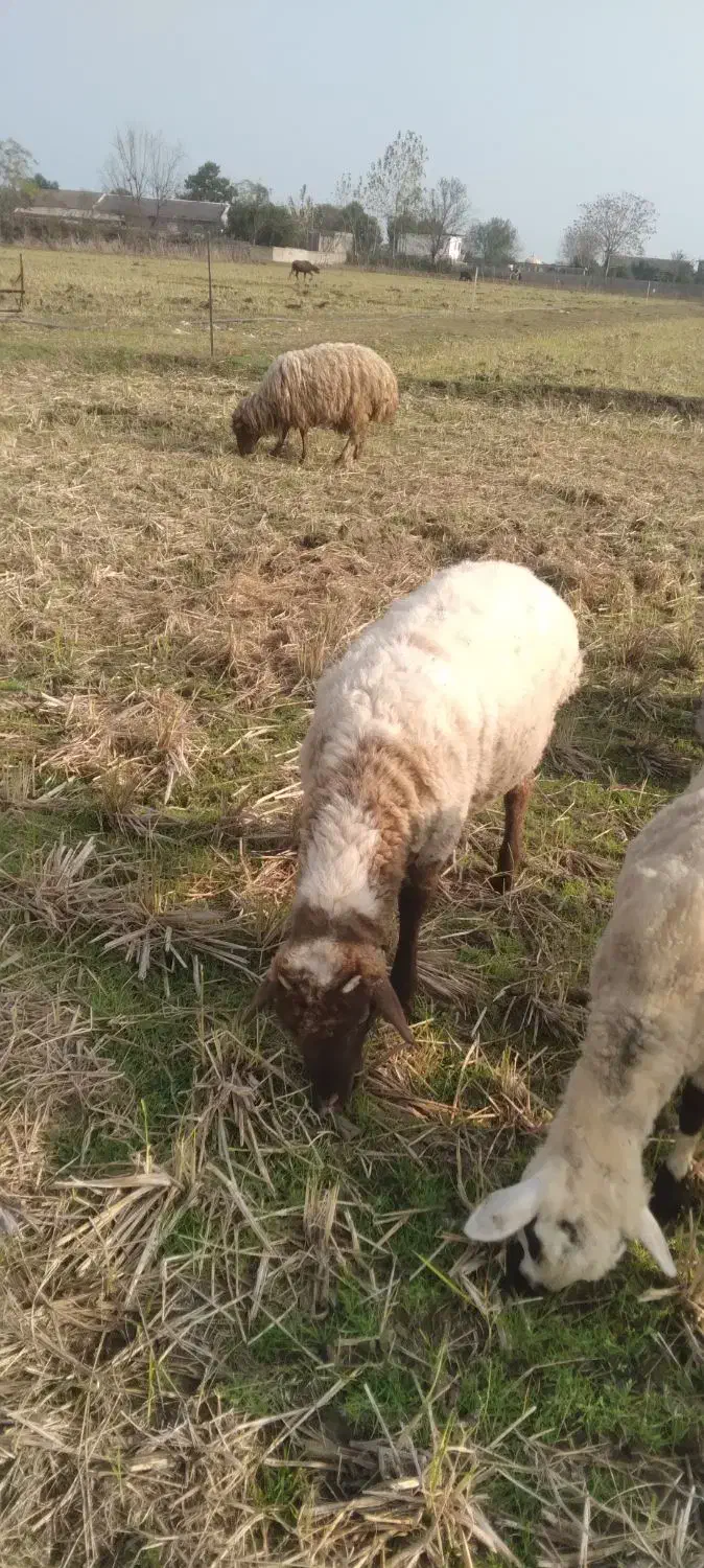 فروش بره نر|حیوانات مزرعه|تالش, جوکندان|دیوار