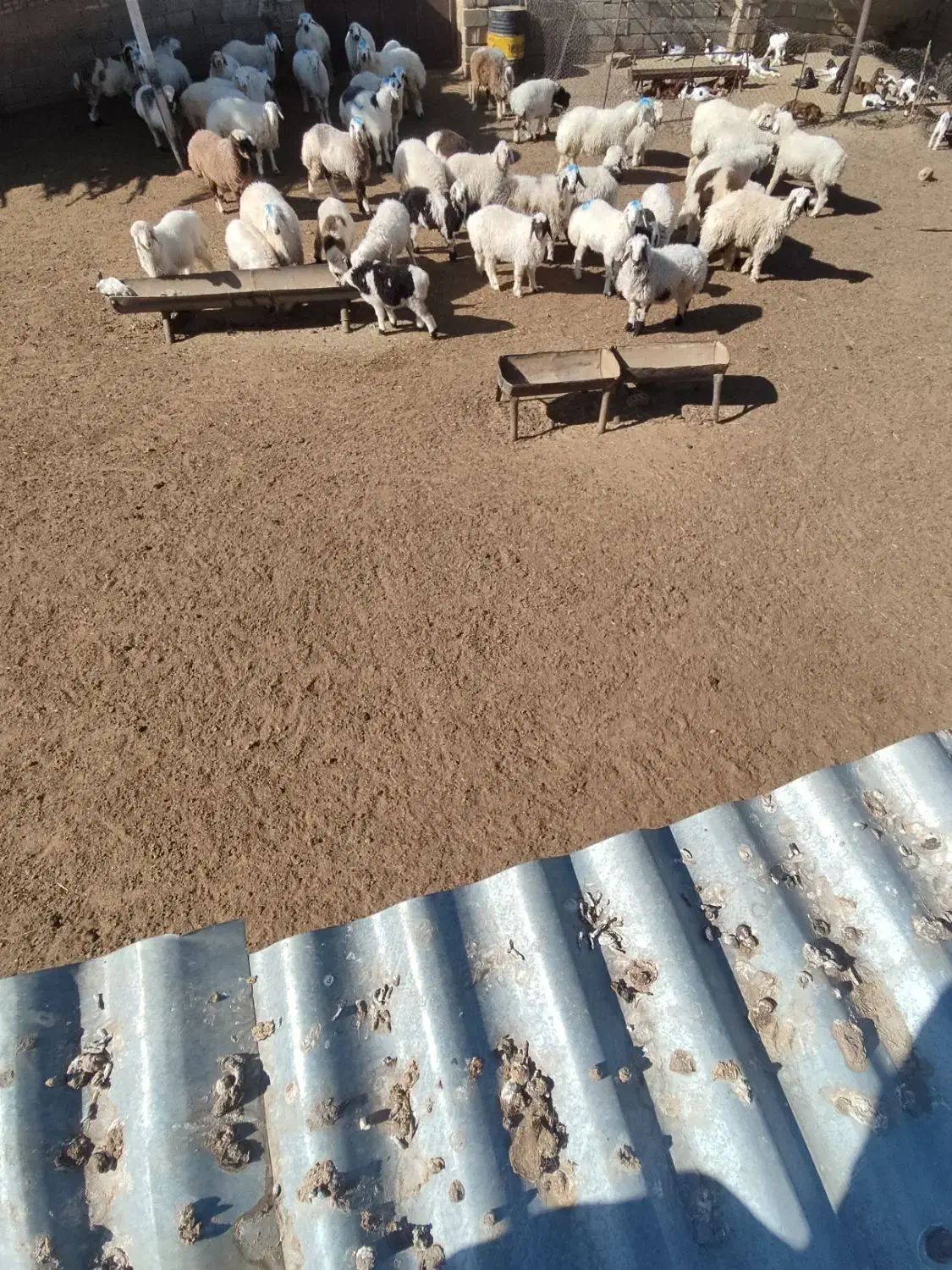 بره‌نروماده‌چاق|حیوانات مزرعه|خرامه, |دیوار