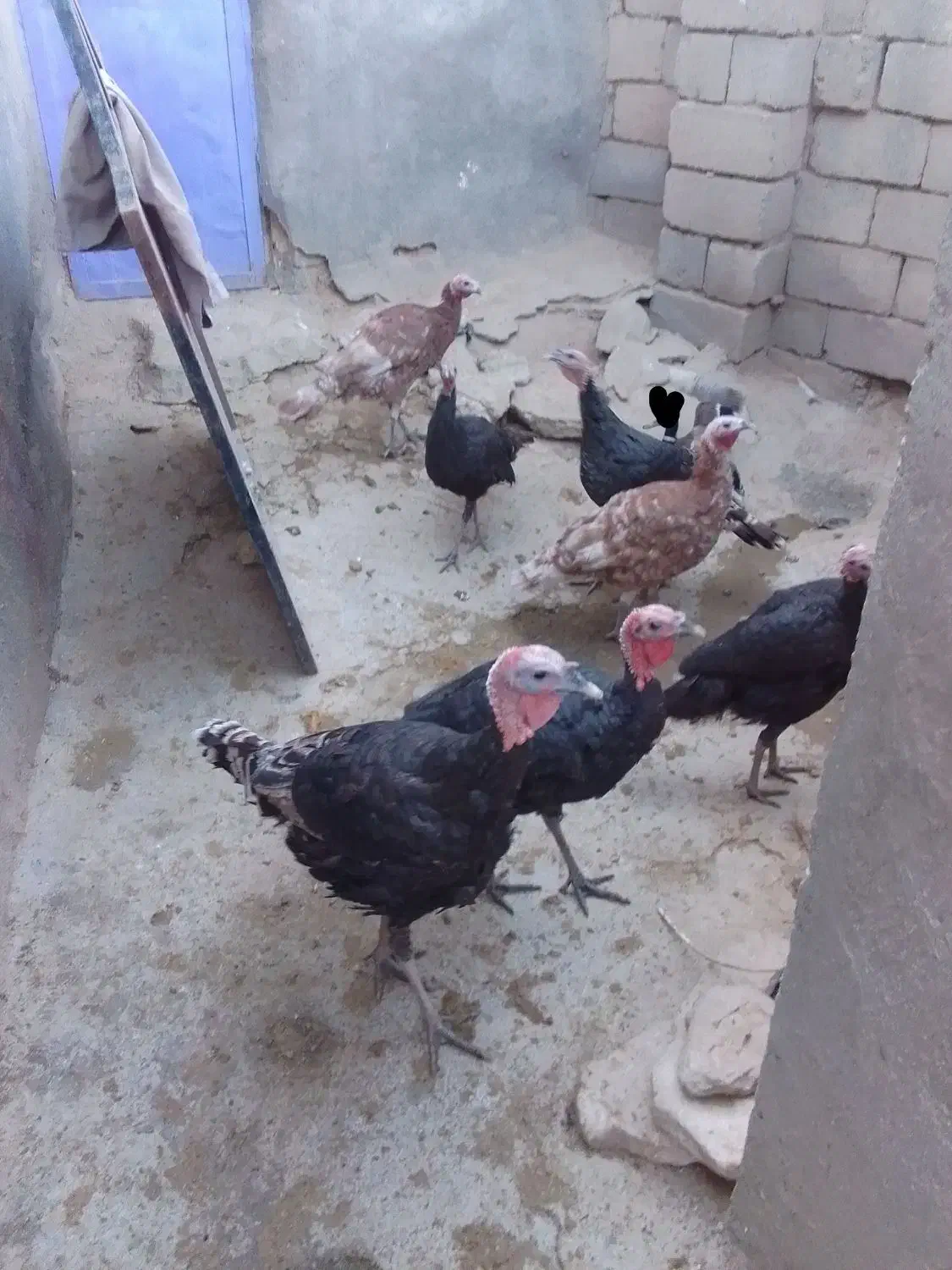 بوقلمون|حیوانات مزرعه|زیویه, |دیوار