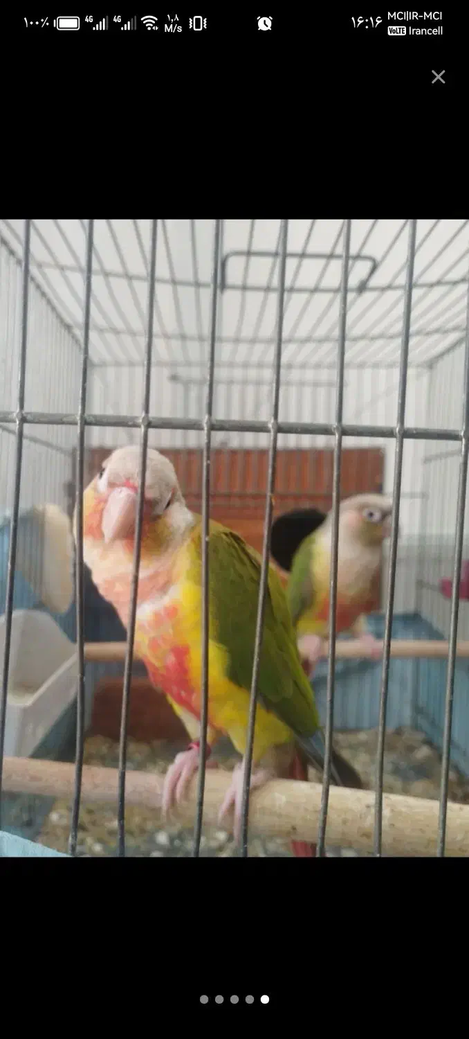 گرینچیک گرین چیک جفت با تعیین جنسیت|پرنده|قم, بنیاد|دیوار