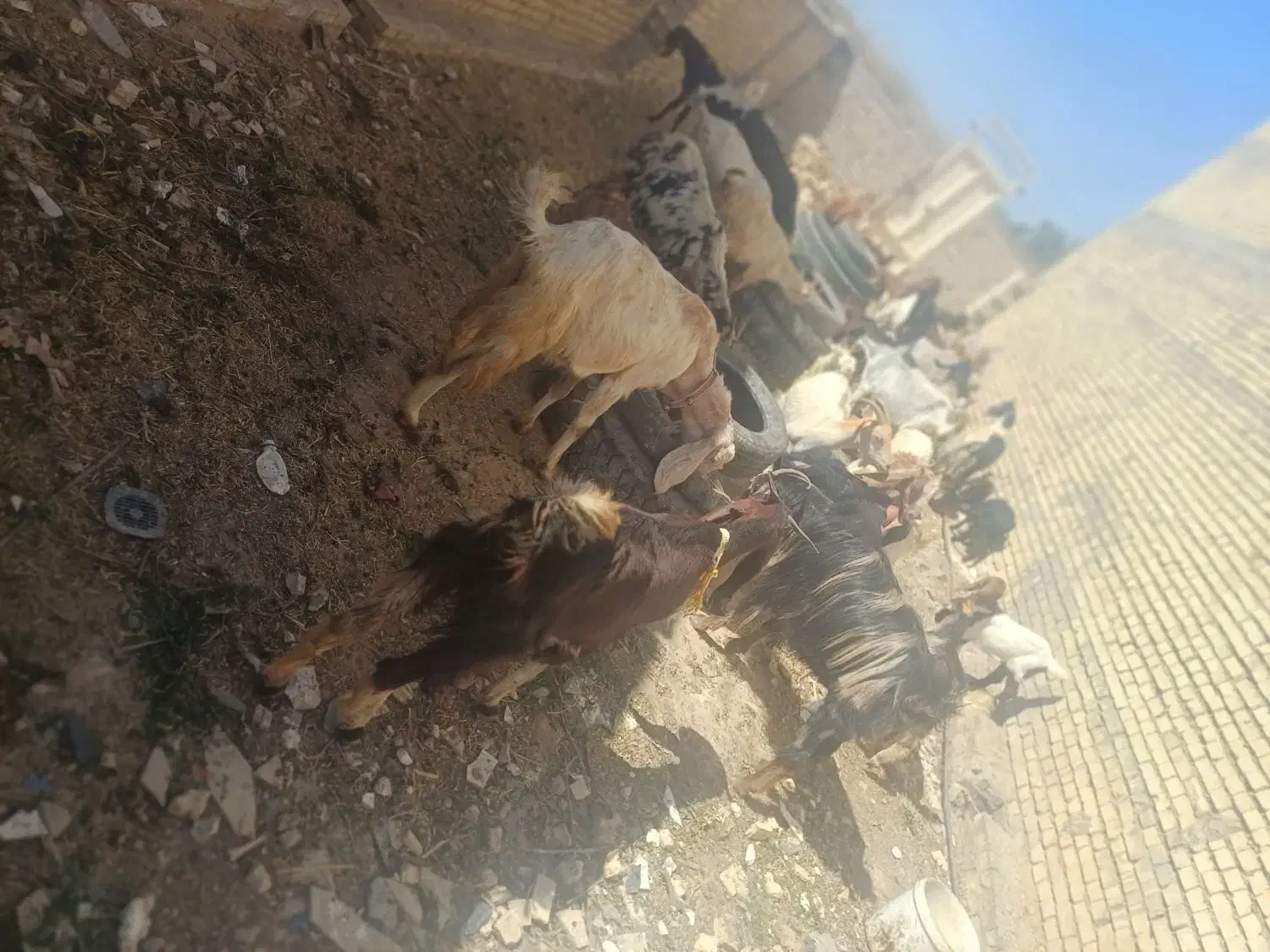 ۱۰بزبابچه|حیوانات مزرعه|اهواز, زردشت|دیوار