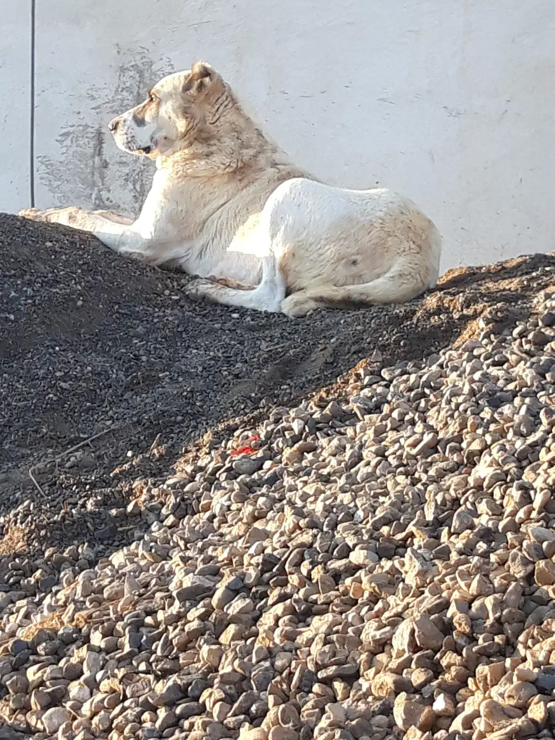 ماده الابای روسی|سگ|سیمین شهر, |دیوار