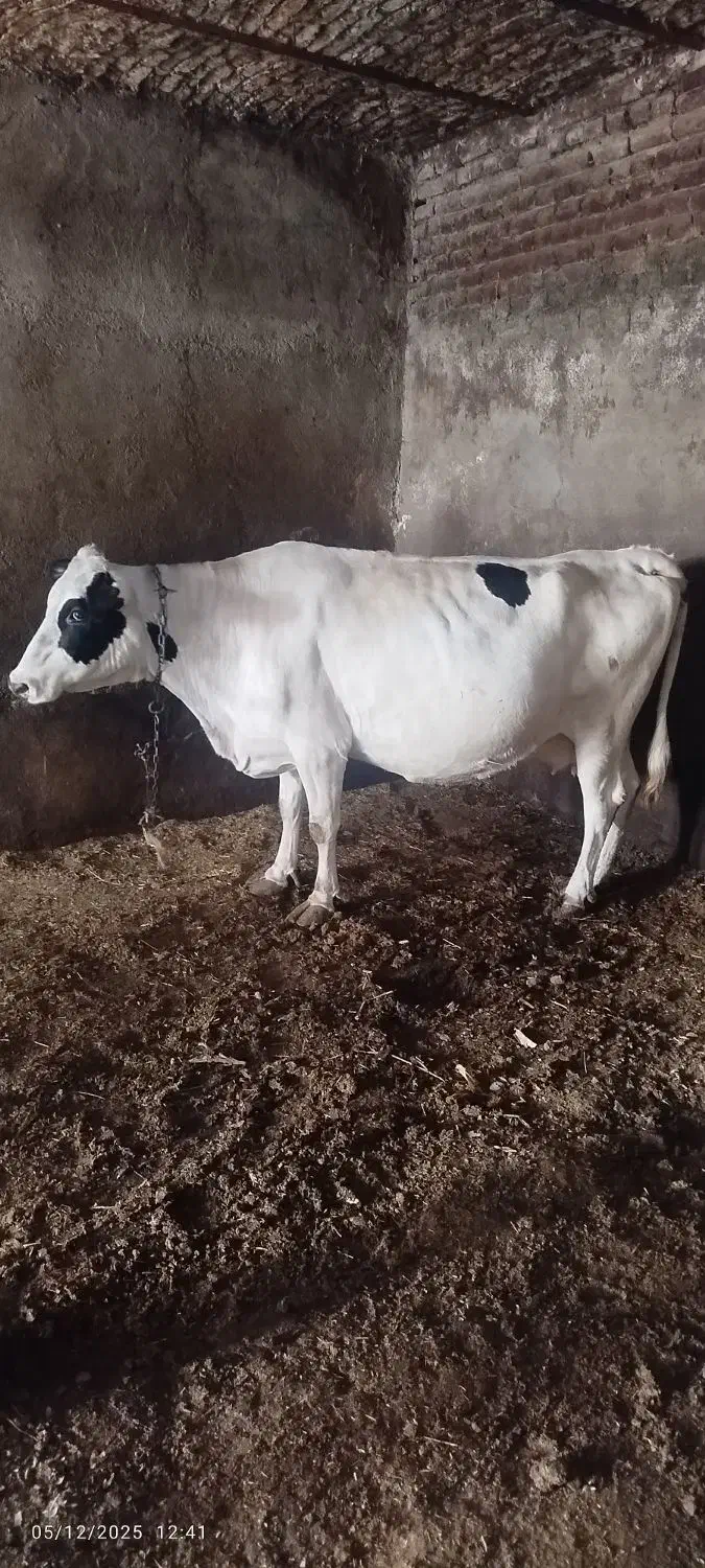 گاو شیری|حیوانات مزرعه|اردبیل, |دیوار