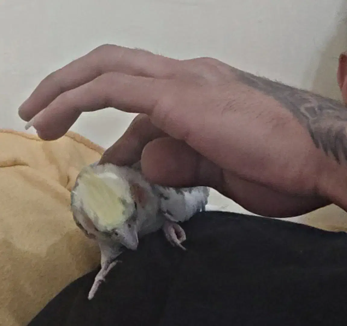 واگذاری  عروس|پرنده|اهواز, ۲۰۰۰واحدی|دیوار