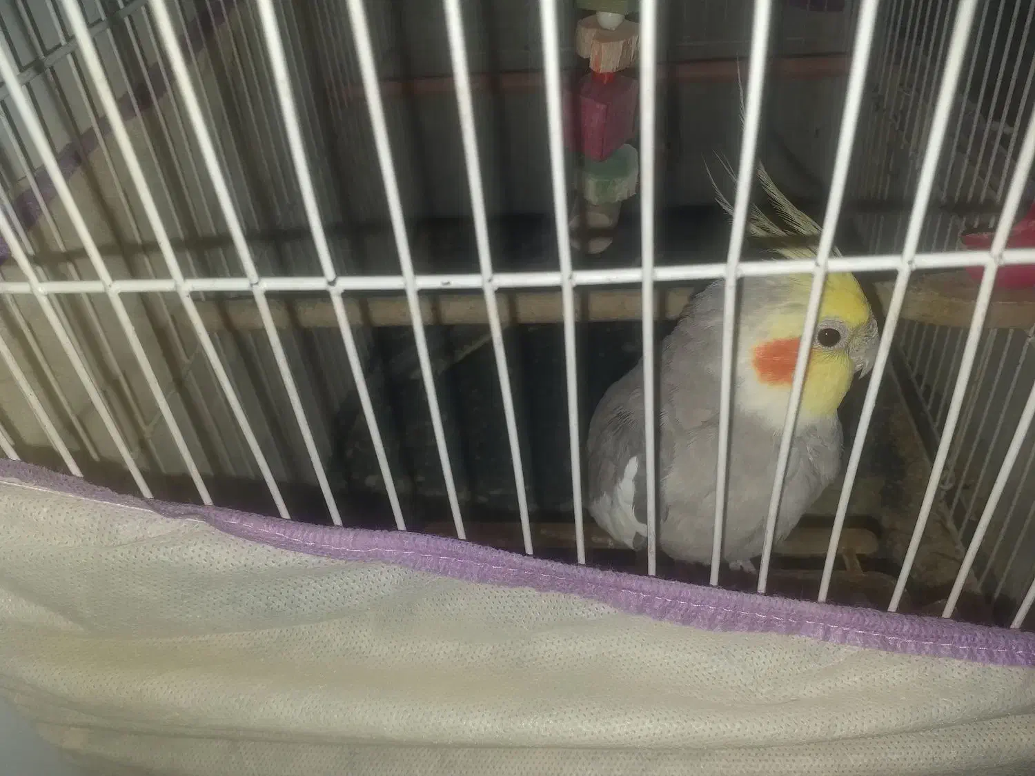 جفت عروس هلندی اهویی مفت|پرنده|تربتحیدریه, کاشانی|دیوار